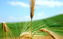 Produits alimentaires : Net renchérissement des cours mondiaux