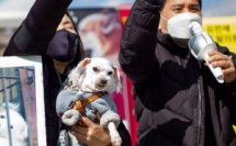 La Corée du Sud envisage d'interdire la viande de chien