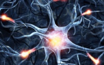 Régénérer des neurones perdus ?