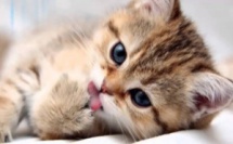 Comment savoir si notre chat est heureux ?