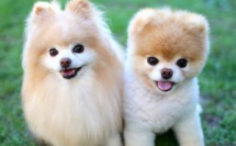 Voici les 10 raisons d'adopter un chien