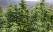 Une agence pour le Cannabis