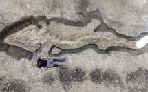 Un squelette presque complet de "dragon de mer" découvert au Royaume-Uni