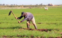 Sécheresse : Comment seront répartis les 10  milliards de dirhams de soutien à l'agriculture