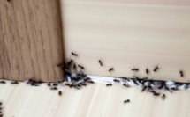 Astuces pour se débarrasser des fourmis dans la maison