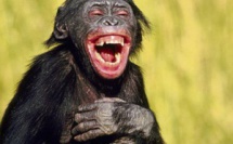 Le propre de l'homme 