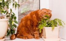 Ces 5 plantes d'intérieur sont toxiques pour vos chats
