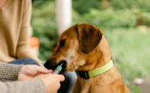 Etats-Unis : Le test ADN pour chiens explose