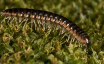 Fan de Taylor Swift, un chercheur donne son nom à un mille pattes