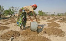 Agriculture : Développement de nouvelles variétés résilientes à la Sécheresse