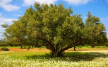 Taghazout : Bientôt l'ouverture d'un musée de l’Arganier
