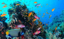 Gestion durable du patrimoine côtier &amp; marin : La Banque mondiale y contribue à hauteur de 350 millions de dollars