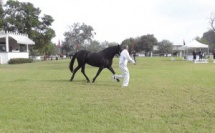 La SOREC lance "Alf Morakab" pour les propriétaires de chevaux