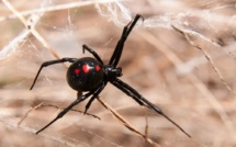 Les araignées les plus venimeuses du monde