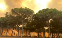 Larache : Un nouvel incendie de forêt se déclare