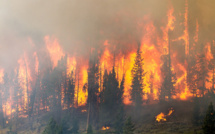 Quatre feux de forêt ravagent Ifrane, Taounate, Al Hoceïma et Chefchaouen
