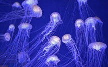 Une méduse immortelle !