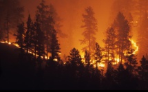 Arrestation de deux suspects impliqués dans le déclenchement du feu de forêt à Ifrane