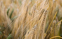 FAO : Le baromètre des prix mondiaux de denrées alimentaires fléchit pour le cinquième mois consécutif