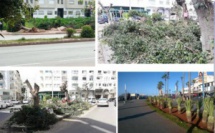 Qui pourrait expliquer à la maire de Casablanca que la ville a besoin d’arbres ?