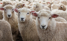 Chine : un troupeau de moutons tourne en rond de façon inexpliquée pendant des jours