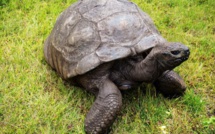 La plus vieille tortue du monde fête ses 190 ans