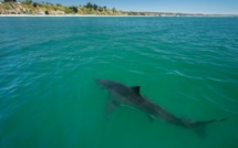 Australie : Un requin-tigre filmé à quelques mètres des baigneurs près d’une plage