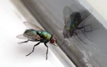 Comment se débarrasser des mouches naturellement dans une maison ?