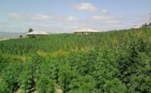 L'ANRAC lance une plateforme pour la demande des autorisations