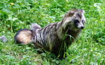 COVID-19 et chiens viverrins 