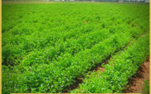 Le gouvernement marocain suspend la TVA sur les outils de production agricole