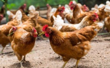 Une étude révéle une inquiétante contamination microbienne des viandes de volailles dans le pays !