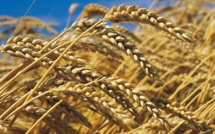 Les importations de blé en provenance de l’UE ont doublé entre janvier et avril