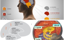 Nos trois cerveaux (reptilien, limbique et néocortex) sont-ils en guerre ?