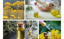 Immortelle une huile essentielle aux bienfaits anti-âge