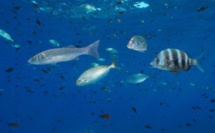 Canicule marine : l'océan en chaleur, la vie sous-marine en péril !