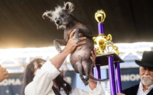 Scooter a remporté le titre peu flatteur de « chien le plus laid du monde » 