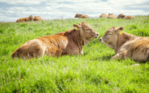 Les émissions de CO2 en Irlande  menacent d'abattoir 200 mille vaches