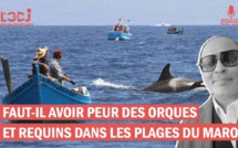 Faut-il avoir peur des orques et requins dans les plages du Maroc !?
