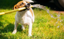  SOS pattes brûlantes : un guide pour protéger les animaux pendant la canicule