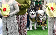 Le fastueux mariage de deux chiens crée la controverse en Indonésie