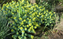 Bientôt un nouvel espoir de traitement pour les diabétiques de type 2 ?