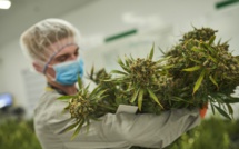 Cannabis : médecins, pharmaciens, agriculteurs et techniciens en formation