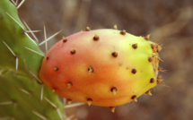 Les figues de barbarie sont jugées très chères