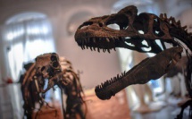 Khouribga : deux nouvelles espèces de dinosaures découvertes !