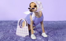 De la niche au succès viral : l'ascension des animaux de compagnie influenceurs