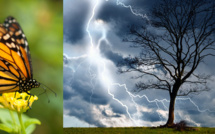 Ils ont assassiné le papillon de Gaza !