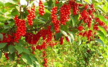 La Schisandra, un trésor de la médecine traditionnelle aux multiples vertus