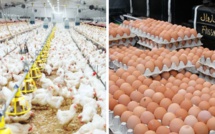 Les prix de la volaille et des œufs explosent au Maroc