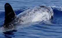 Le défi du Dauphin Noir : Réactions et controverses autour du budget alloué dans le PLF 2024